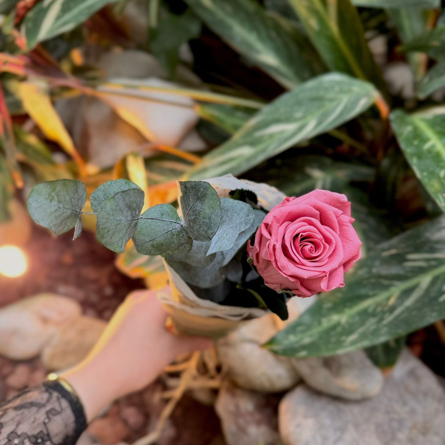 EMA | Rosa da Gratidão