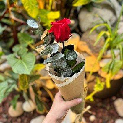 ROSA  PRESERVADA VERDISSIMO