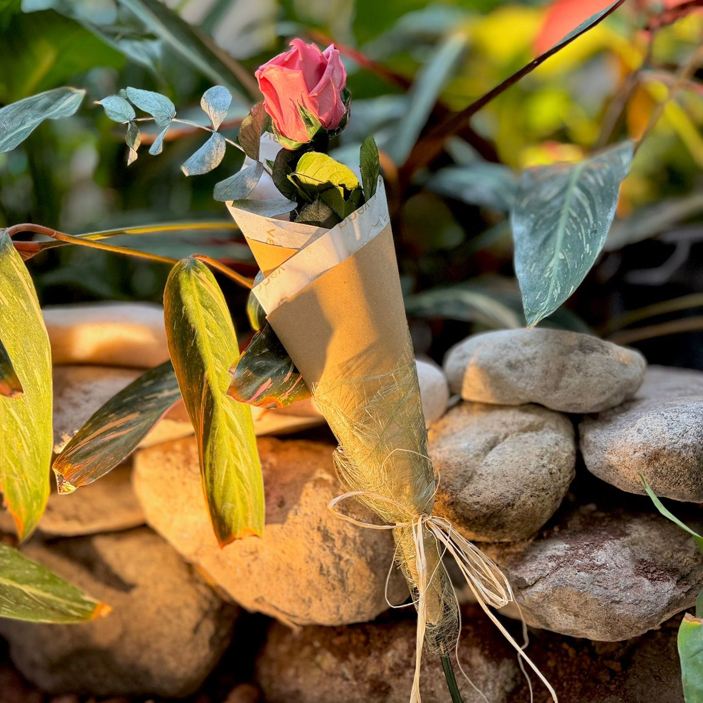 A ROSA do Aniversario