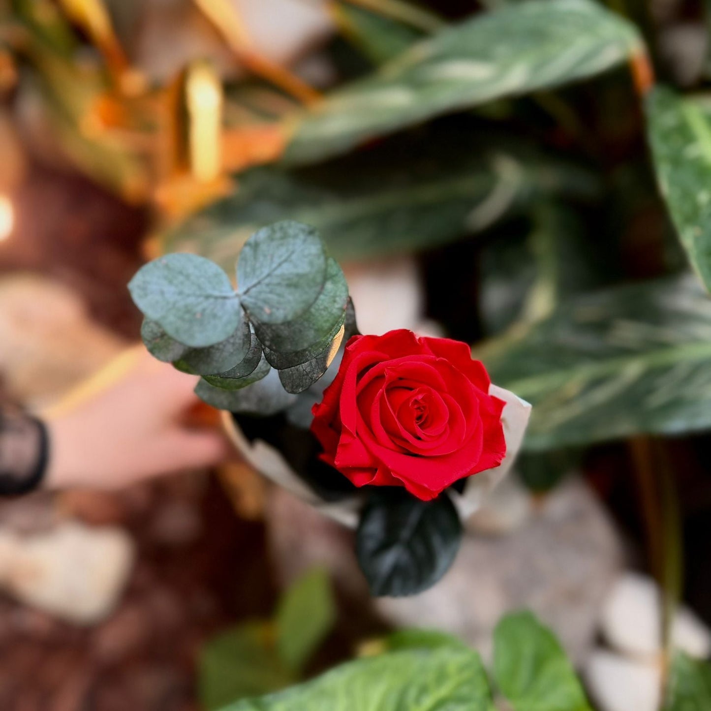 Rosa Natural Preservada - Premium