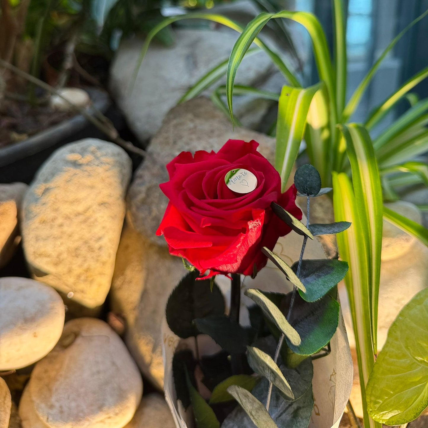 Rosa Natural Preservada - Premium