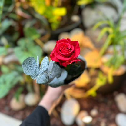 Rosa Natural Preservada - Premium