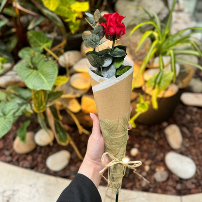 Rosa Natural Preservada - Premium